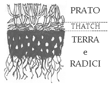 Thatch Thatch